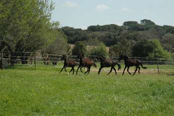 poulains