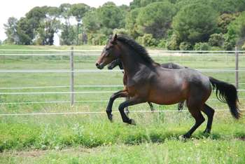 taytender gd galop mai 2010