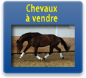 Chevaux à vendre