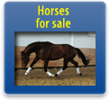 Horses for sale